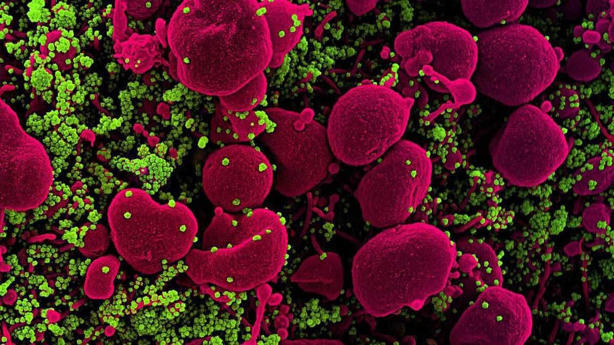 La inmunidad híbrida, cómo te protege contra las infecciones como la del coronavirus