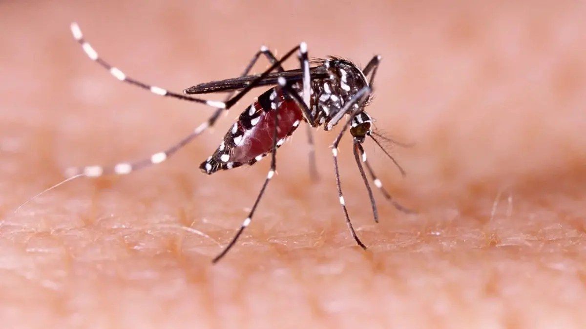 República Dominicana confirma 415 casos de dengue en 2026; Salud Pública intensifica la fumigación